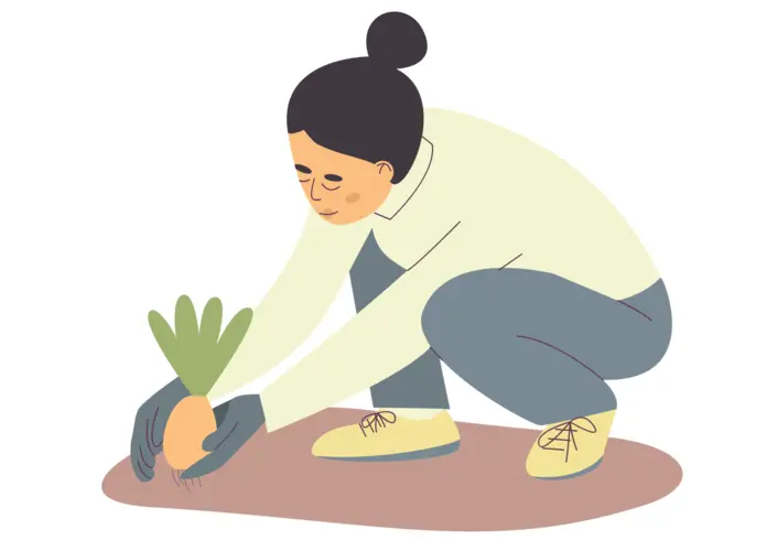 A woman planting a vegetable.